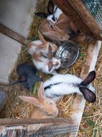 Jonge konijnen, Dieren en Toebehoren, Konijnen