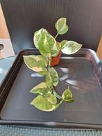 Epipremnum N'Joy nr 45, Ophalen