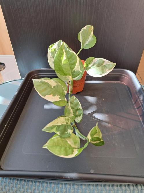 Epipremnum N'Joy nr 45, Huis en Inrichting, Kamerplanten, Ophalen