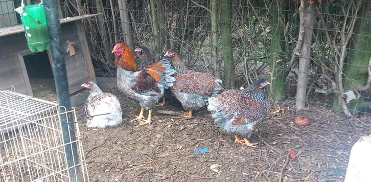 Des œufs à éclore ! Hérisson ourlé bleu doré Wyandotte, Animaux & Accessoires, Volatiles