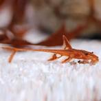 Rinelocaria Lanceolata SP. Rouge - Lieu Heerlen NL, Poisson, Poisson d'eau douce, Banc de poissons