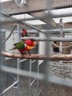 Groenstaartlori te Koop, Dieren en Toebehoren, Vogels | Parkieten en Papegaaien, Mannelijk, Papegaai, Geringd