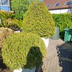 Grote buxusplanten met potten. Ophalen Wechelderzande, Ophalen, In pot, Overige soorten, 100 tot 250 cm