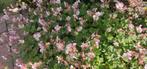 Granesbill rose clair, joli couvre-sol, Jardin & Terrasse, Plantes | Jardin, Enlèvement