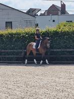 7 jarige dressuur merrie, Dieren en Toebehoren, Paarden, Merrie