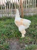 Jonge Brahama haantjes, Dieren en Toebehoren, Pluimvee, Mannelijk, Kip