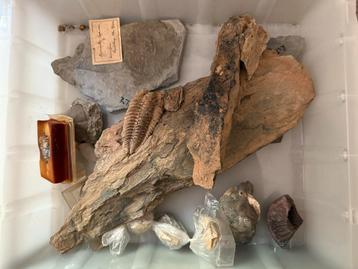 Grote verzameling fosielen, Enlèvement, Fossile