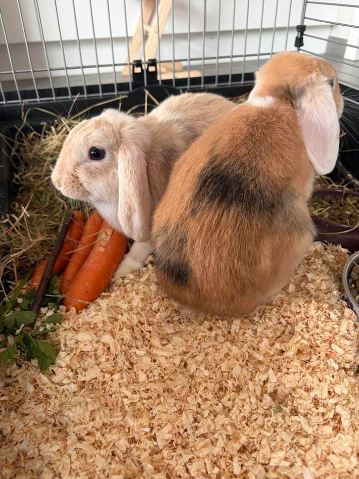 Hangoorkonijntjes, Dieren en Toebehoren, Konijnen, Middelgroot, Vrouwelijk, 0 tot 2 jaar, Hangoor