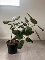 Kamerplant, Ophalen