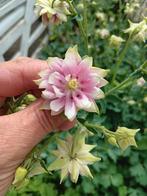 Graines d'ancolie Nora Barlow biologiques, Enlèvement ou Envoi