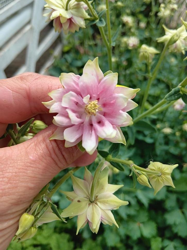 Graines d'ancolie Nora Barlow biologiques, Jardin & Terrasse, Bulbes & Semences, Enlèvement ou Envoi