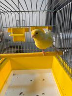 Geel pop 2025 (5), Dieren en Toebehoren, Vrouwelijk, Kleurkanarie