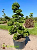 Ilex bonsai en vormboom, leiboom, tuinbonsai, Ophalen, Halfschaduw, Overige soorten, 100 tot 250 cm
