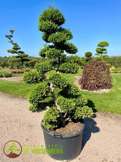 Ilex bonsai en vormboom, leiboom, tuinbonsai, Tuin en Terras, Planten | Bomen, Overige soorten, 100 tot 250 cm, Halfschaduw, Ophalen