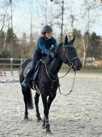 Gevraagd: Stal te huur, Dieren en Toebehoren, Stalling en Weidegang, Weidegang