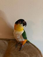 Caiques man, Dieren en Toebehoren, Mannelijk, Papegaai, Pratend