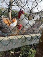 Leghorn hanen gratis, Dieren en Toebehoren, Pluimvee, Meerdere dieren, Kip