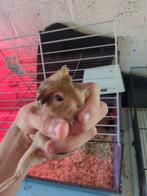 Cavia beertje te koop, Dieren en Toebehoren, Knaagdieren, Juli, Cavia