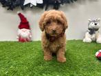 Cavapoo pups, België, 8 tot 15 weken, CDV (hondenziekte), Meerdere
