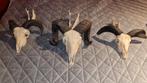3 schapen schedels(ram) met hoorns, Verzamelen, Ophalen, Zo goed als nieuw, Schedel