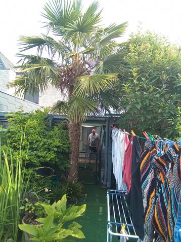 Palmboom, Enlèvement, Palmier