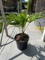 Tropische planten, Ophalen