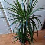 JA HET IS EEN DRACAENA MARGINATA, Huis en Inrichting, Kamerplanten, Ophalen