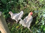 7 hennen en 3 hanen Mechelse, Dieren en Toebehoren, Meerdere dieren, Kip