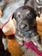 Duitse herder pups, België, CDV (hondenziekte), 8 tot 15 weken, Meerdere