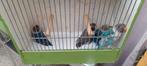 Personatas, Dieren en Toebehoren