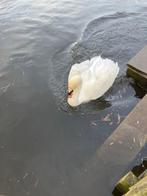 Witte zwanen knobbelzwanen, Animaux & Accessoires, Oiseaux | Oiseaux Autre