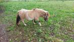 PRACHTIG ini mini valkbonte mini pony  merrie 75cm, Dieren en Toebehoren, Pony's, Merrie, Gechipt