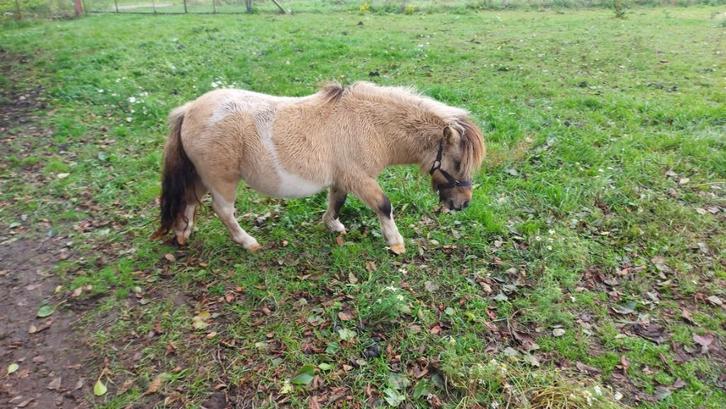 PRACHTIG ini mini valkbonte mini pony  merrie 75cm, Dieren en Toebehoren, Pony's, Merrie, Gechipt