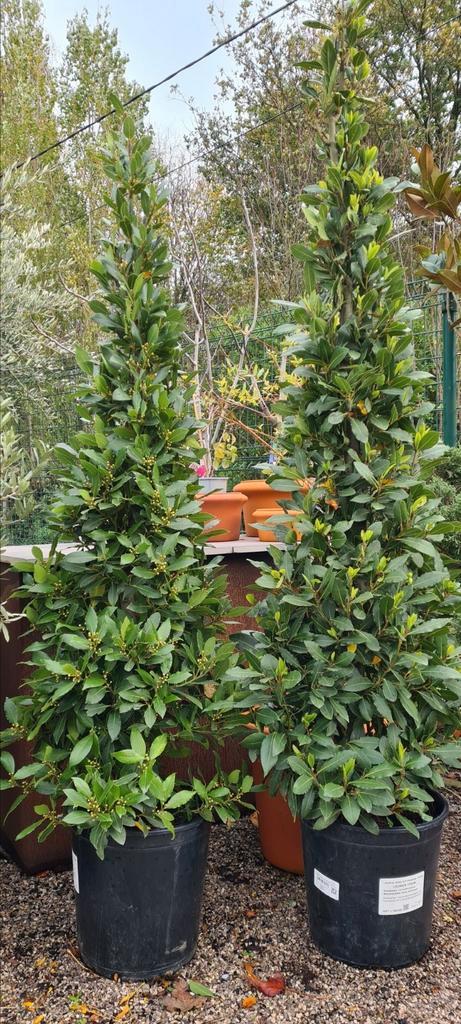 Laurus Nobilis piramide, Tuin en Terras, Planten | Bomen, Ophalen