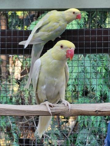 3 jonge halsband parkieten 2025 beschikbaar voor biedingen