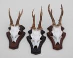 3 x Engels REE GEWEI op houten schild - met kaakdeeltjes, Collections, Collections Animaux, Enlèvement ou Envoi, Utilisé, Cerf