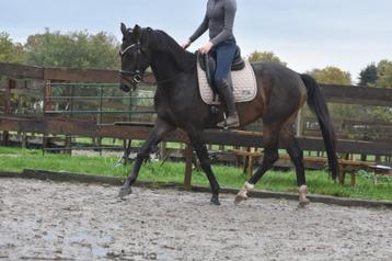 100 % correcte,  röntgen ok , mooie, lieve BWP ruin beschikbaar voor biedingen