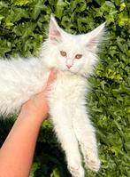 4Maine Coon katertjes met stamboom❗️2 van 4 al gereserverd❗️, Kater, Gechipt, 0 tot 2 jaar