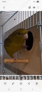 catharina, Animaux & Accessoires, Oiseaux | Perruches & Perroquets, Mâle, Perruche, Bagué