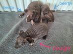 Skinny cavia zeugje, Cavia