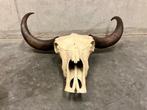 decoratieve waterbuffel schedel met grote hoorns, Zo goed als nieuw, Ophalen, Schedel