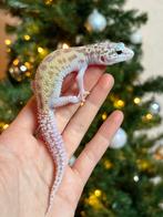 Gem raptor luipaardgekko man