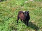 ouessant, Dieren en Toebehoren, Mannelijk, Schaap, 0 tot 2 jaar