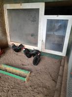 Java krielen te koop, Animaux & Accessoires, Plusieurs animaux, Poule ou poulet