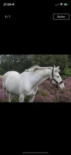 Super lieve ruin te koop, Dieren en Toebehoren, Paarden, Ruin