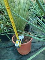 Yucca elata, 55 cm de haut, Jardin & Terrasse, Plantes | Jardin, Enlèvement ou Envoi