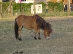 Merries te koop, Merrie, Niet van toepassing, A pony (tot 1.17m), Gechipt