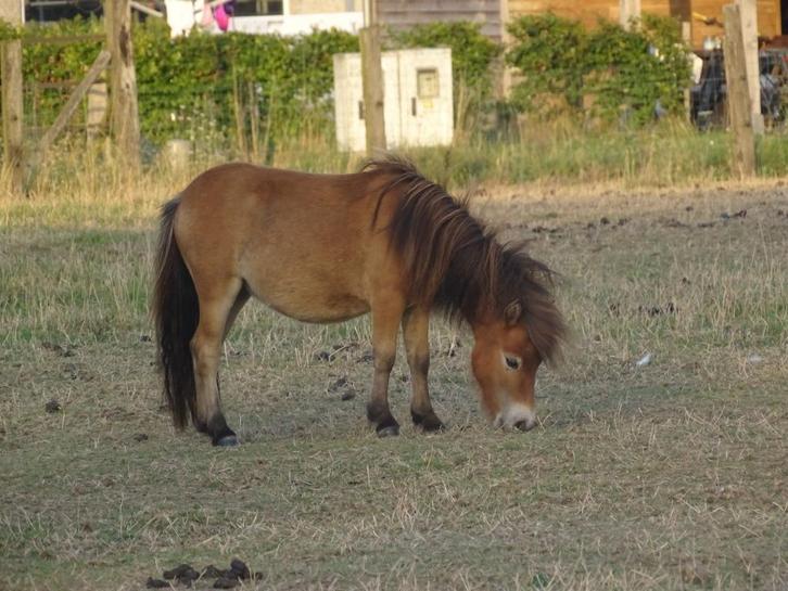 Merries te koop, Dieren en Toebehoren, Pony's, Merrie, Niet van toepassing, A pony (tot 1.17m), Met stamboom, Gechipt, Ontwormd