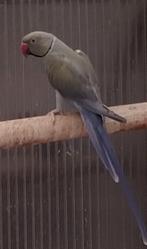 1/0 violet pastel gezond / opaline wkws 2022