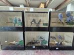 Grasparkieten, Dieren en Toebehoren, Vogels | Parkieten en Papegaaien, Meerdere dieren, Parkiet, Geringd